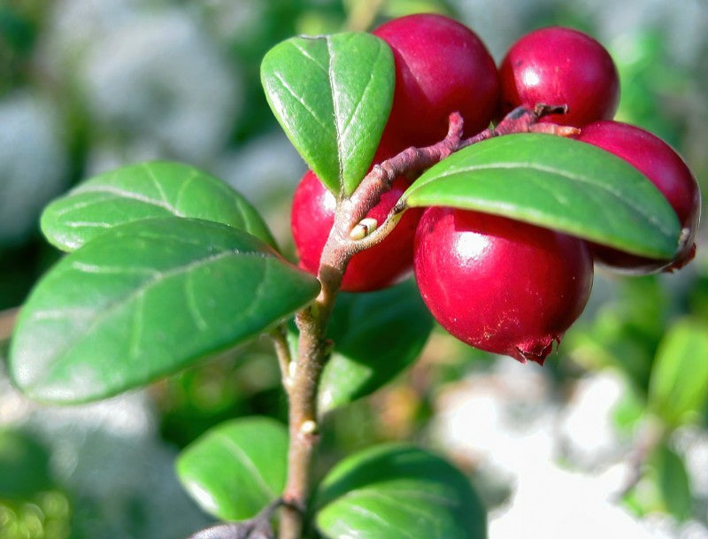 Kézműves Szörp 500ml