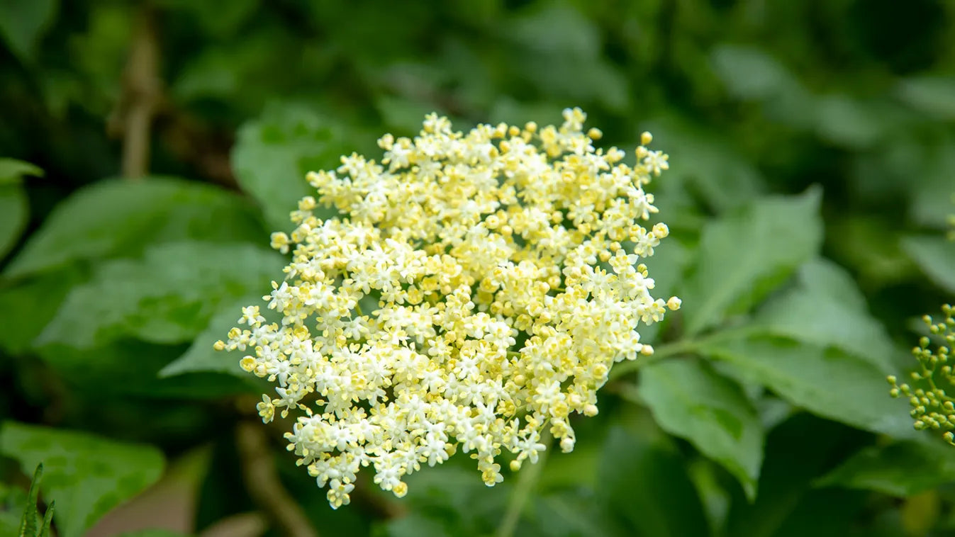 Kézműves Szörp 500ml