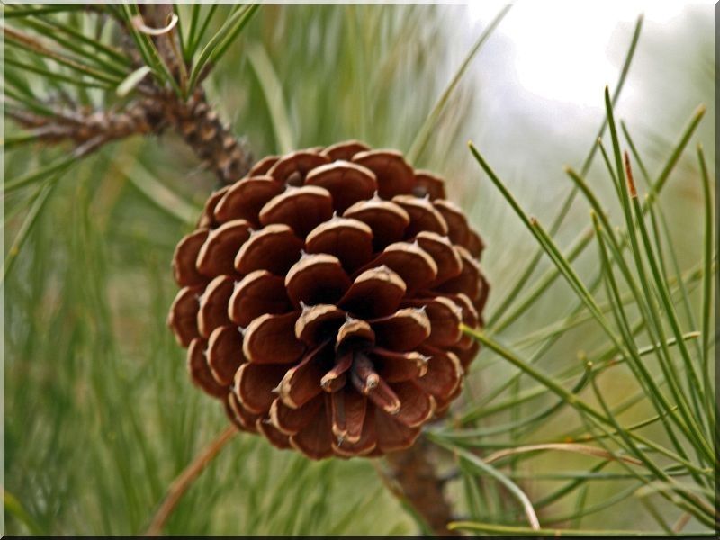 Kézműves Szörp 500ml