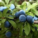 Kézműves Szörp 500ml