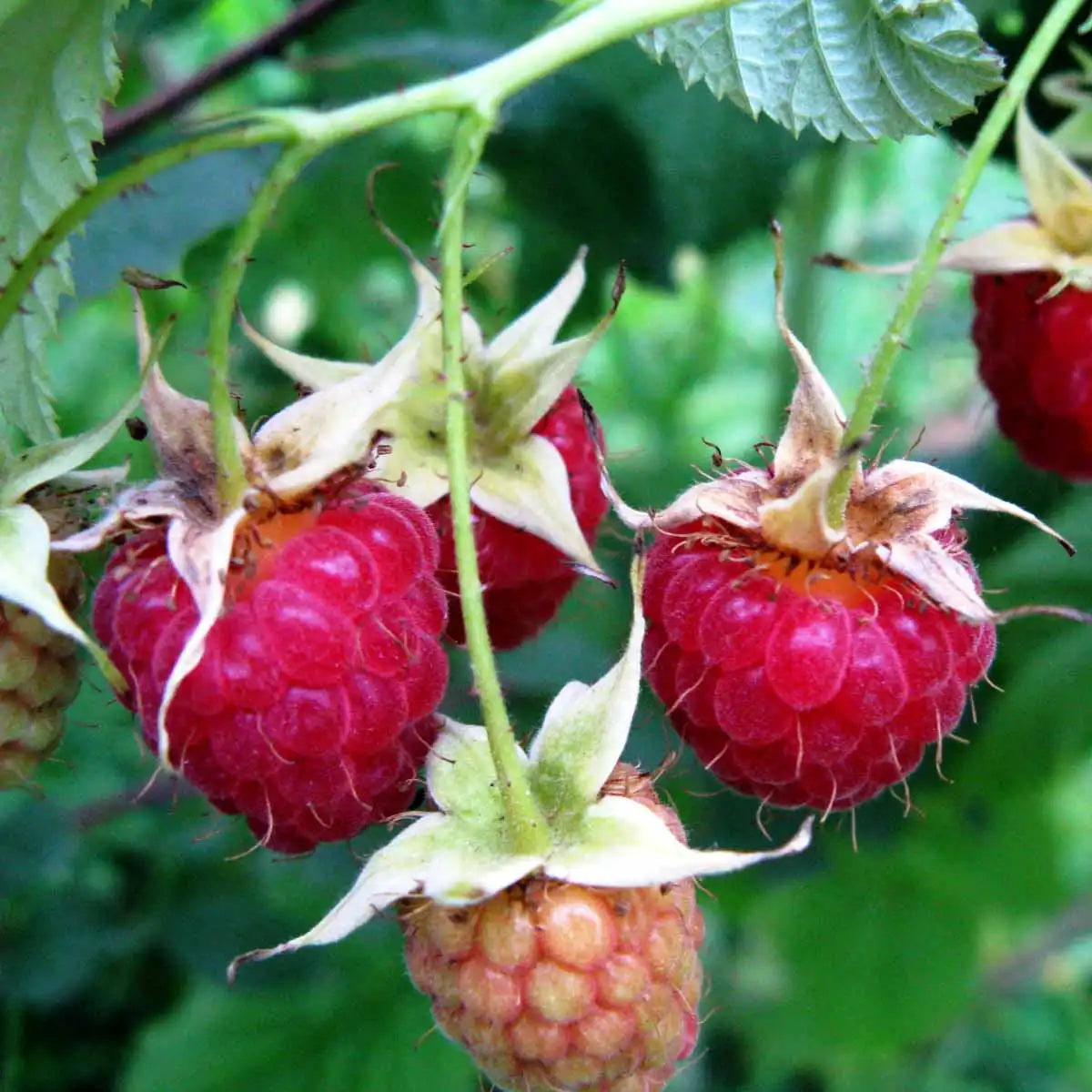 Kézműves Szörp 500ml
