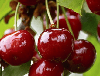 Kézműves Szörp 500ml