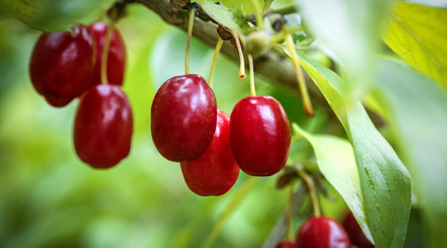 Kézműves Szörp 500ml